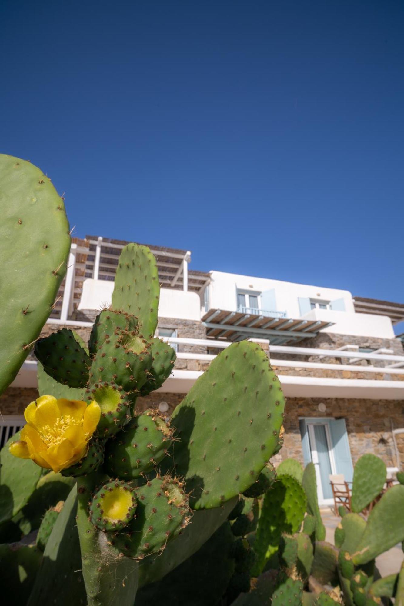 Sofia'S Bungalows Mykonos Mykonos Town エクステリア 写真